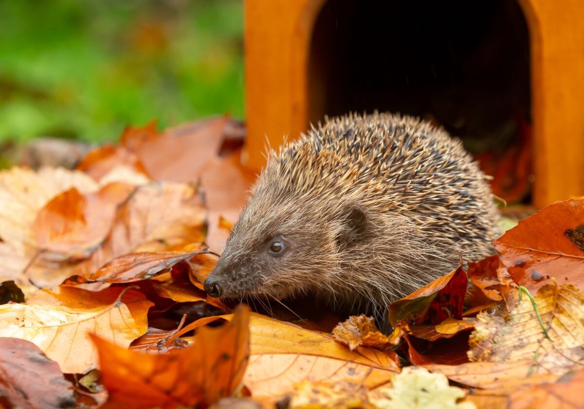 Dierenleven in je tuin