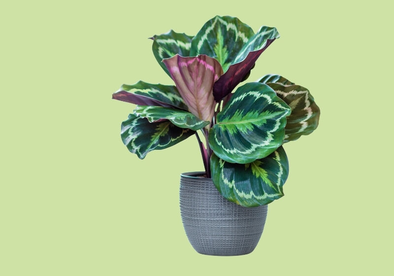 Luchtzuiverende-kamerplant-Calathea