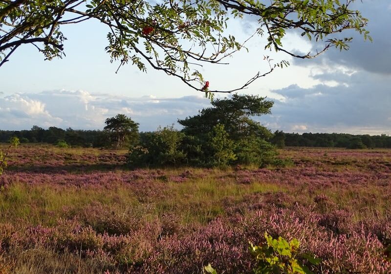 Mooiste Plekje Holtingerveld - bij de Meeuwenkolonie Carolien Pot