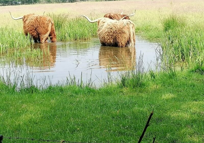 Dwingelderveld Dwingeloo natuur